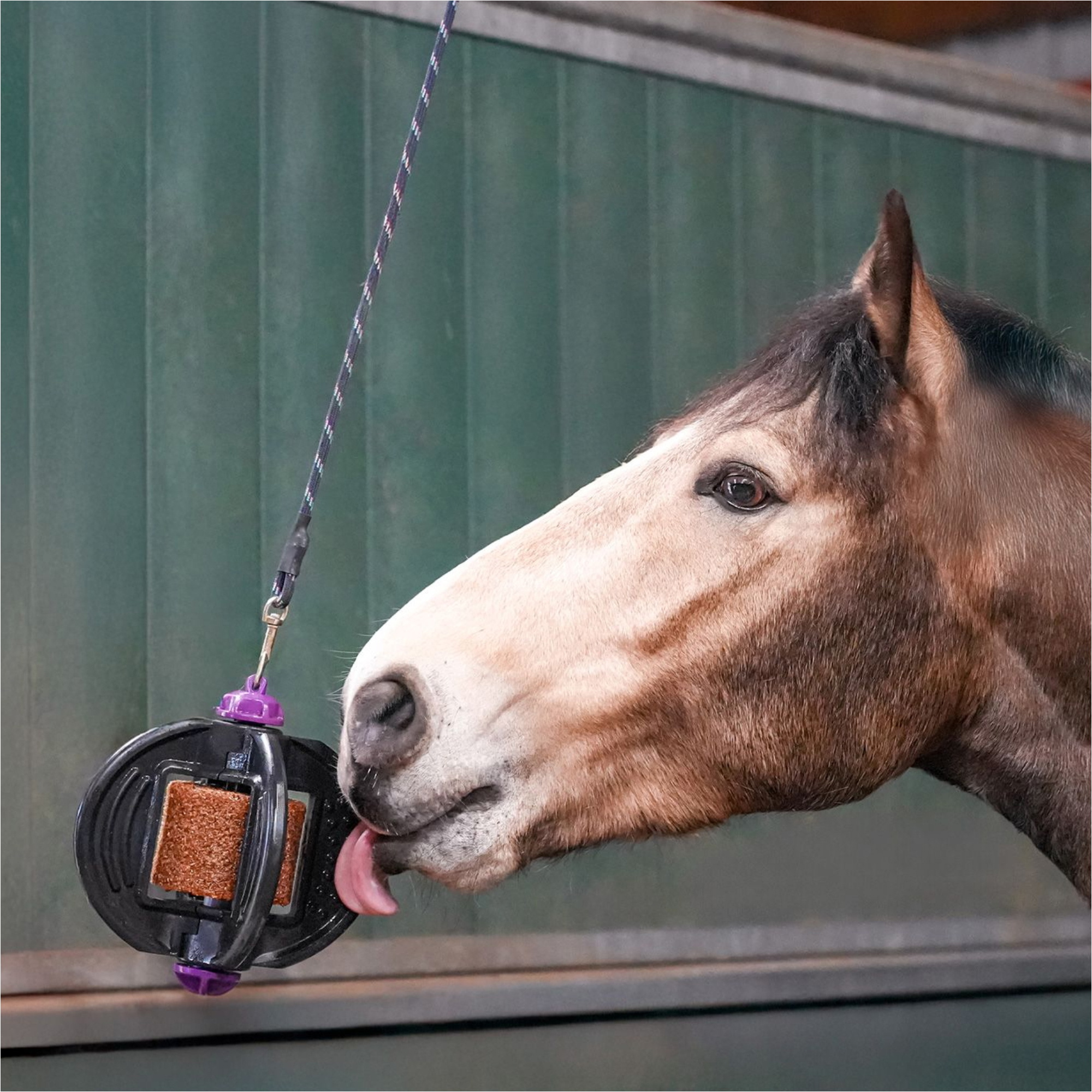 2026 Bizzy Horse Bizzy Ball 1571001 - Black
